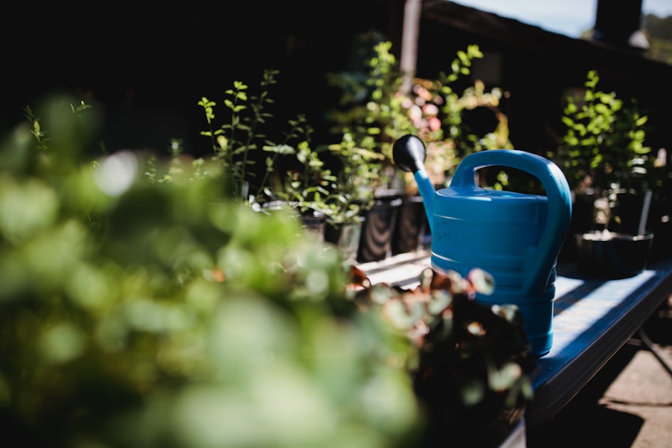 Essential Plant Care Tips