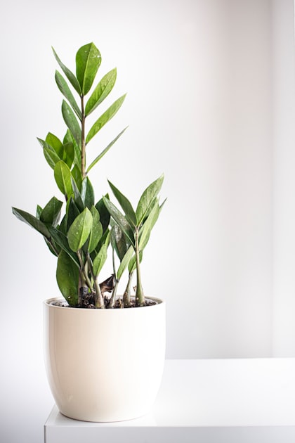 Watering Techniques for Healthy Plants