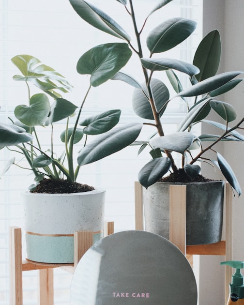 Gardening for Beginners: Getting Started